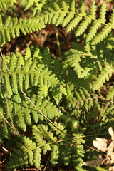 Aciagrion approximans