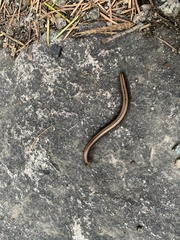 Californiulus