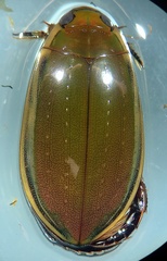 Cybister tripunctatus