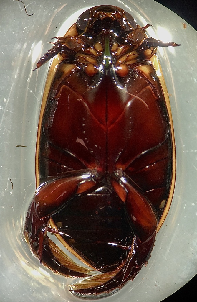 Three-punctured Diving Beetle
