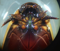 Cybister tripunctatus