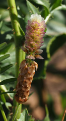 Trifolium billardierei