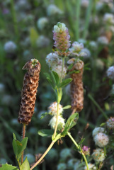 Trifolium billardierei