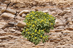 Eucnide bartonioides