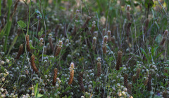 Trifolium billardierei