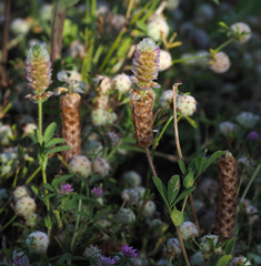Trifolium billardierei