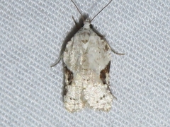 Acleris subnivana