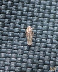 Plesiommata mollicula