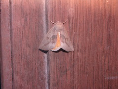 Mnesampela heliochrysa