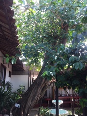Ficus goldmanii
