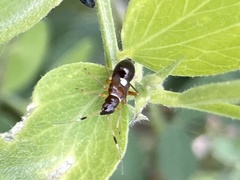 Teleorhinus
