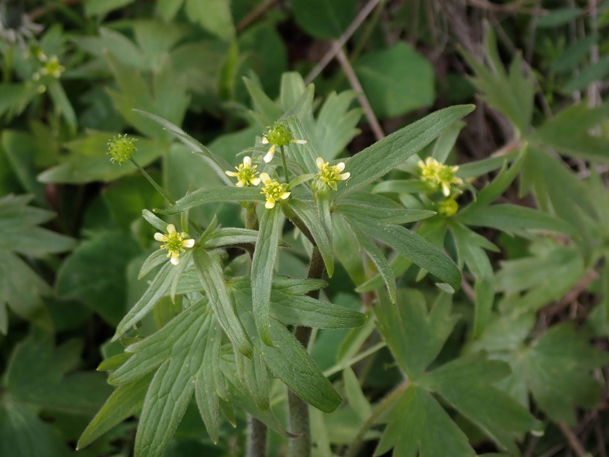 Ranunculus uncinatus