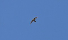 Ptyonoprogne rupestris