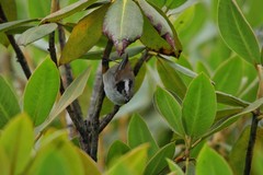 Fulvetta vinipectus