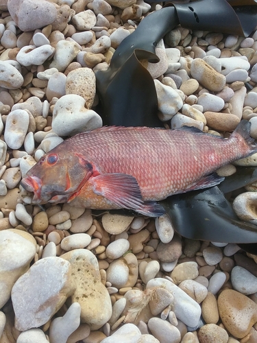 Banded morwong (Cheilodactylus spectabilis) — Cheilodactylidae — 2
