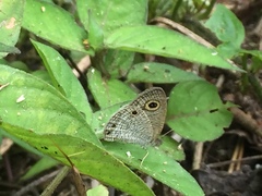 Ypthima pandocus corticaria