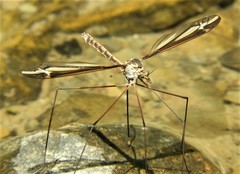 Tipula noveboracensis