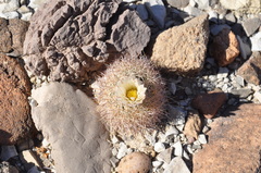 Echinomastus warnockii