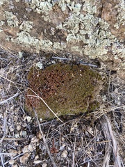 Syntrichia caninervis