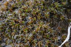 Syntrichia caninervis