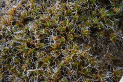 Syntrichia caninervis