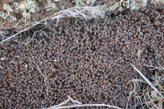 Syntrichia caninervis