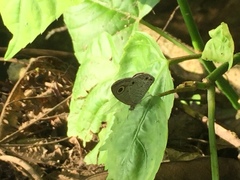 Ypthima pandocus corticaria