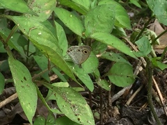 Ypthima pandocus corticaria