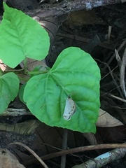 Ypthima pandocus corticaria