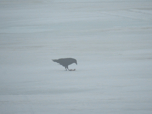 Common Raven