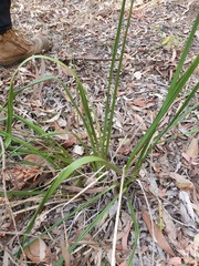 Dianella brevipedunculata