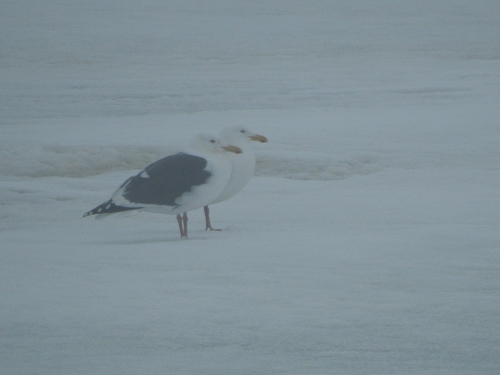 Slaty-backed Gull