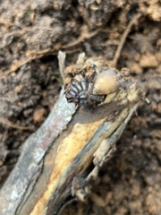 Antrodiaetus pacificus