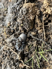 Antrodiaetus pacificus