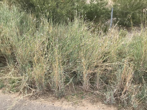 Dichanthium sericeum iNat (2)