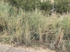 Dichanthium sericeum sericeum