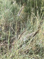 Dichanthium sericeum sericeum