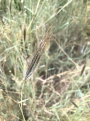 Dichanthium sericeum sericeum