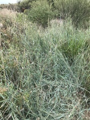 Dichanthium sericeum sericeum