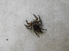 Anarrhotus fossulatus