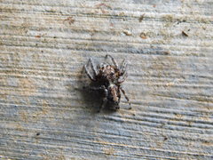 Anarrhotus fossulatus