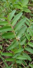 Lobelia concolor