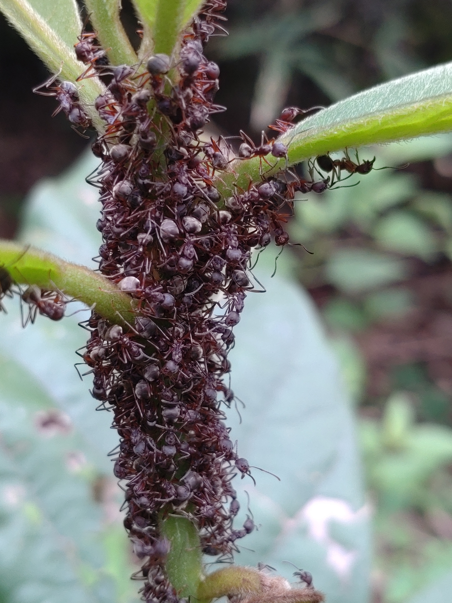 Dolichoderus laotius
