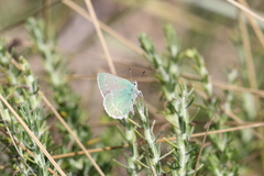 Callophrys