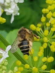 Andrena flavipes