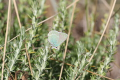 Callophrys