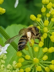 Andrena flavipes