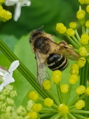 Andrena flavipes