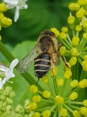 Andrena flavipes