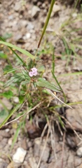 Boerhavia dominii